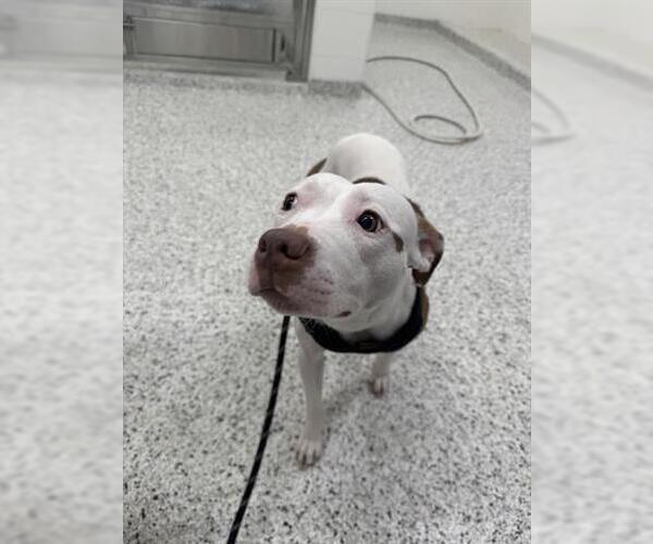 Medium Photo #1 American Pit Bull Terrier Puppy For Sale in Canfield, OH, USA