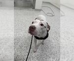Small American Pit Bull Terrier
