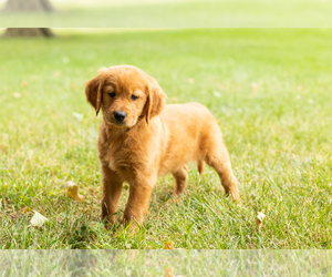 Golden Retriever Puppy for sale in WOLCOTTVILLE, IN, USA
