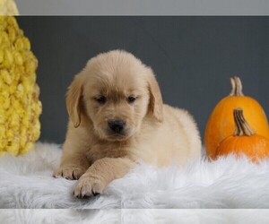 Golden Retriever Puppy for sale in FREDERICKSBURG, OH, USA