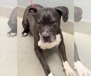 Mutt Dogs for adoption in Las Vegas, NV, USA
