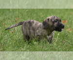 Small #8 Boxer Mix
