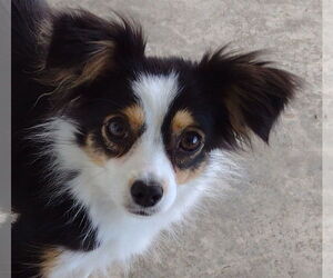 Australian Shepherd Dogs for adoption in Cookeville, TN, USA