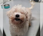 Small #6 Poodle (Miniature)