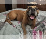 Small #2 American Staffordshire Terrier