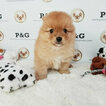 Small Photo #2 Pomeranian Puppy For Sale in TEMPLE CITY, CA, USA