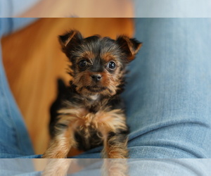 Yorkshire Terrier Puppy for sale in FREDERICK, MD, USA