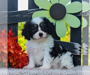 Cavachon Puppy for sale in GORDONVILLE, PA, USA