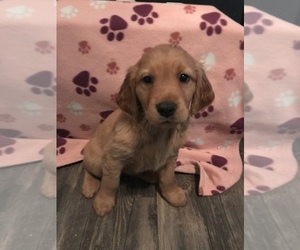 Golden Retriever Puppy for sale in FINDLAY, OH, USA