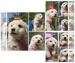Image preview for Ad Listing. Nickname: Litter of 5