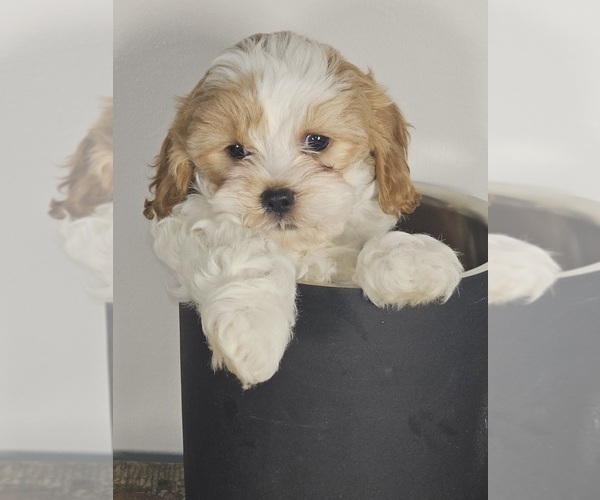 Medium Photo #3 Cavapoo Puppy For Sale in FAIR GROVE, MO, USA