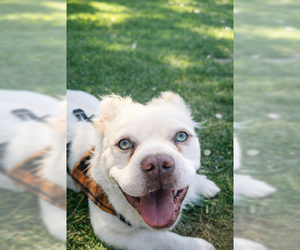 American Bulldog-French Bulldog Mix Dogs for adoption in Oakley, CA, USA