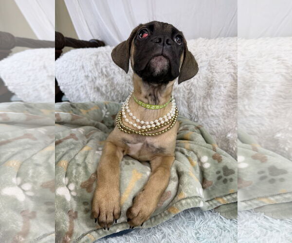 Medium Photo #3 Mutt Puppy For Sale in Goodyear, AZ, USA