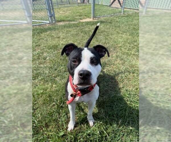 Medium Photo #1 American Pit Bull Terrier-Unknown Mix Puppy For Sale in Louisville, KY, USA