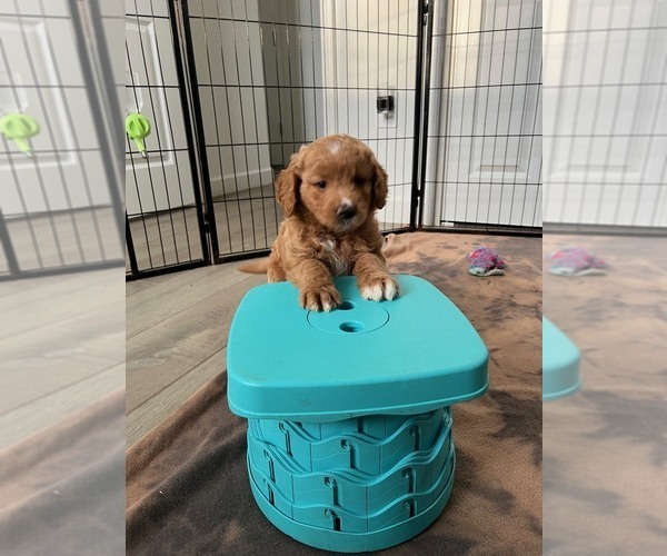 Medium Photo #6 Goldendoodle Puppy For Sale in LAKEWOOD RANCH, FL, USA