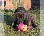 Small #3 Cane Corso