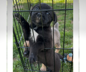 Cane Corso Litter for sale in MOUNT MORRIS, MI, USA