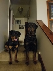 Father of the Rottweiler puppies born on 08/30/2018