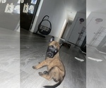 Small Photo #11 Belgian Malinois Puppy For Sale in SQUAW VALLEY, CA, USA