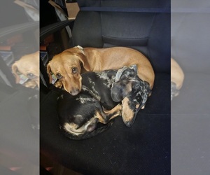 Mother of the Dachshund puppies born on 07/21/2025