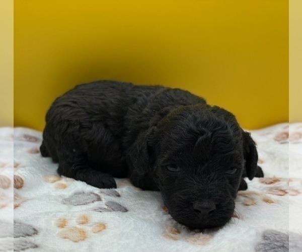 Medium Photo #2 Poodle (Miniature) Puppy For Sale in BLUE MOUND, TX, USA