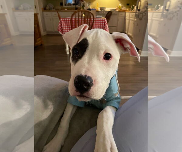 Medium Photo #3 Mutt Puppy For Sale in Techny, IL, USA