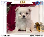 Puppy Kya Maltese