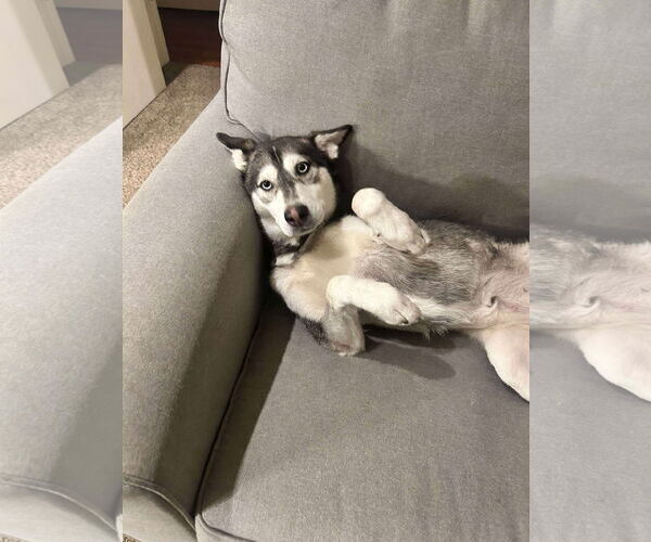 Medium Photo #4 Siberian Husky Puppy For Sale in Carrollton, TX, USA