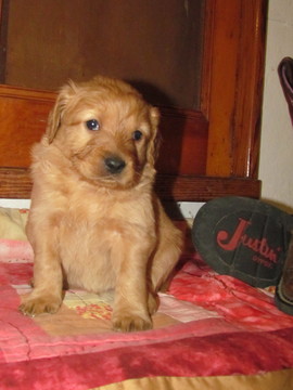 Medium Photo #1 Goldendoodle Puppy For Sale in ANDERSON, IN, USA