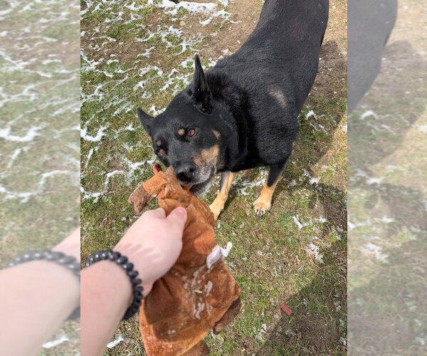 Medium Photo #3 Mutt Puppy For Sale in Pierceton , IN, USA