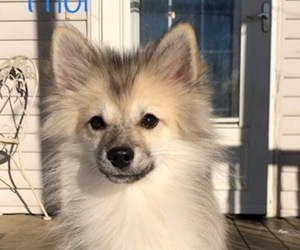 Pomsky Puppy for sale in SAVOY, MA, USA