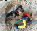 Small #2 Dachshund