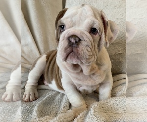 English Bulldog Puppy for sale in JOHNS ISLAND, SC, USA