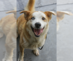 Small #2 Australian Shepherd-Retriever  Mix