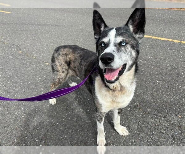 Medium Photo #2 Akita-Unknown Mix Puppy For Sale in McKinleyville, CA, USA