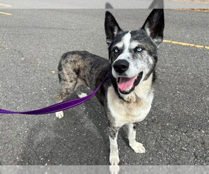 BLUE - Male Akita-Unknown Mix Dog for Adoption - Photo #2