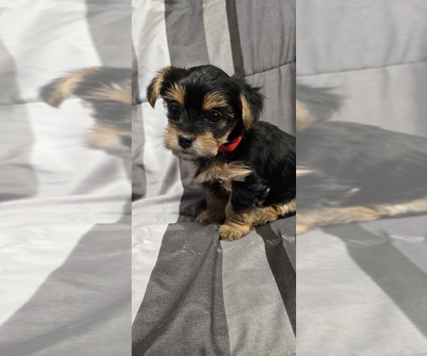 Medium Photo #7 Yorkshire Terrier Puppy For Sale in HUNTSVILLE, AL, USA