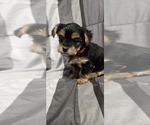 Small #1 Yorkshire Terrier