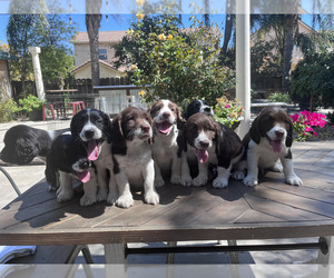 English Springer Spaniel Puppy for sale in PATTERSON, CA, USA
