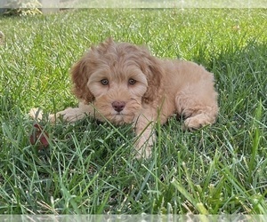 Cavapoo Puppy for sale in GREENWOOD, IN, USA