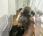 Small Photo #21 American Bully Puppy For Sale in FAYETTEVILLE, NC, USA