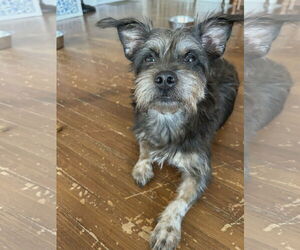 Mutt Dogs for adoption in Croydon, NH, USA