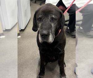 Great Dane-Unknown Mix Dogs for adoption in Forestville, MD, USA