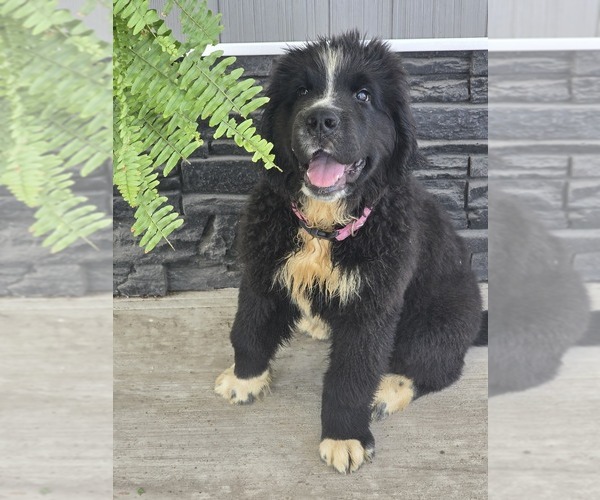 Medium Photo #6 Newfoundland Puppy For Sale in TILTON, IL, USA