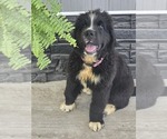 Small #5 Newfoundland
