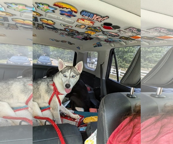 Medium Photo #7 Siberian Husky-Unknown Mix Puppy For Sale in Holly Springs, NC, USA