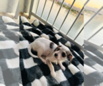 Puppy Spot Chihuahua-Siberian Husky Mix