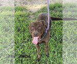 Small Labrador Retriever Mix