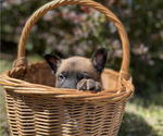 Small #2 Belgian Malinois