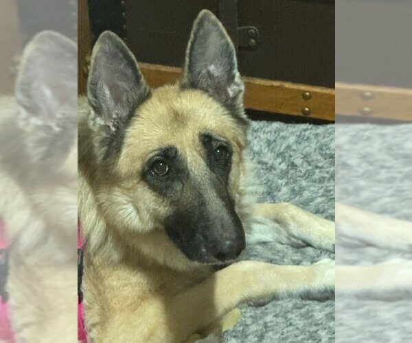 Medium Photo #6 German Shepherd Dog Puppy For Sale in St. Louis Park, MN, USA